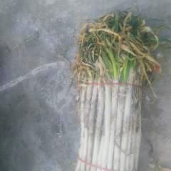 兰陵优质选葱，无断头，无细葱