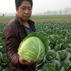 新野甘蓝火热上市,郭营乔勇迁诚信合作