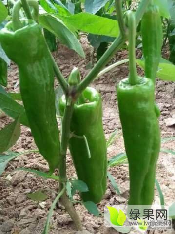 2017年河南夏邑​巨无霸5号价格