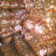 多伦县本地有大量小土豆（1两-3两）