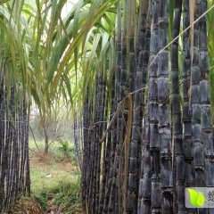 广东翁源黑皮果蔗甘蔗质量上乘