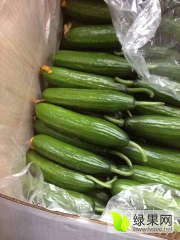 2017年河南宁陵荷兰小黄瓜价格