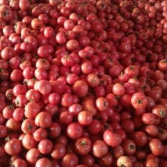 莘县河店楚国众1月硬粉西红柿