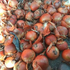 高台黄皮洋葱 现在的货，价格稳定适合
