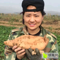 元氏红薯质量上乘苏阳李凤奎诚信合作