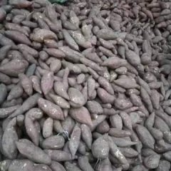 河南南乐商薯19红薯名优产品