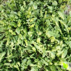 种植荠菜，新鲜，特别嫩