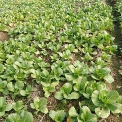 永修小白菜产销两旺,九合胡秋兰诚信合作