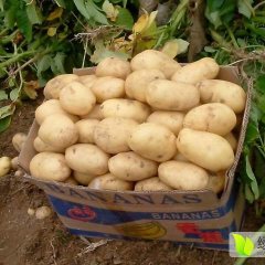山东滕州春秋土豆大量供应货源足够