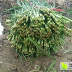 锦州韭菜 出售韭菜 地头装货 以诚信为本