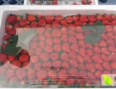 河南中牟草莓宁玉2号现已经大量上市