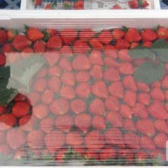 河南中牟草莓宁玉2号现已经大量上市