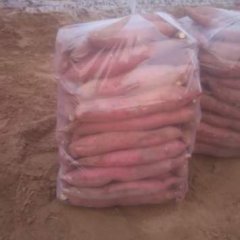 大荔官池孙世伟12月秦薯四号红薯