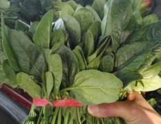 山东金乡供应优质菠菜、香菜蒜苗