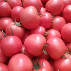 禹城芹菜绿色无公害,石屯李广诚信合作