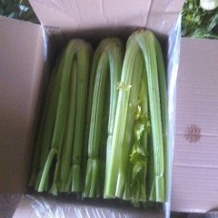 定陶芹菜现切头菜收4毛左右