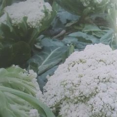 天门张港张鹏11月银冠菜花