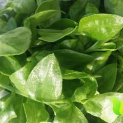 东昌府聊城苏传兴1月田七，吊兰