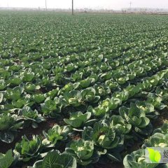 君山12月底有一批绿圆产出