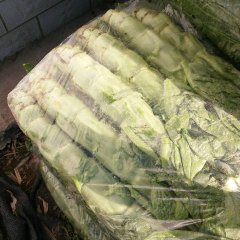 河北滦南青皮莴苣火爆招商中