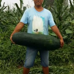 沁阳柏香镇冬瓜！没有条形不上车