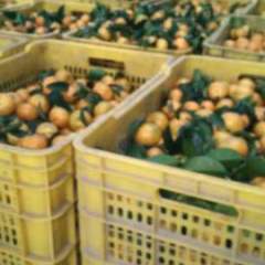 武鸣双桥镇万亩沙糖桔上市