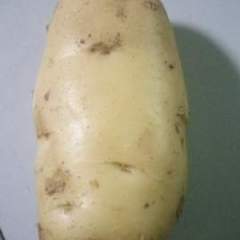 山东莱芜市莱城库存.荷兰十五土豆