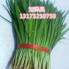 莘县富生韭菜现在韭菜大棚已经全面覆盖