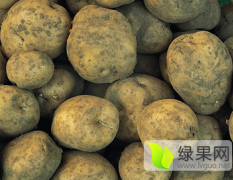 内蒙古牙克石中薯系列土豆火热上市