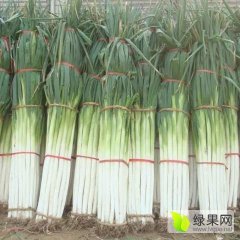 章丘精品大葱绿色无公害枣园刘老师诚信合作