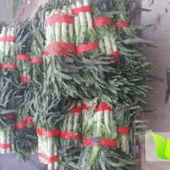 沂南福建永安红莴苣，皮薄