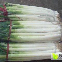 平邑大葱（0.5-0.65）正大量上市！