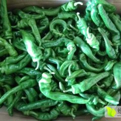 广东湛江螺丝椒辣椒火热上市