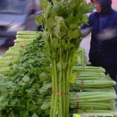 金乡芹菜 皇妃--法国皇后---美国西芹