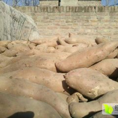 夏津龙署九号价格平隐，窑中地瓜已出窑