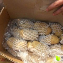 山东滕州荷兰十五土豆绿色无公害