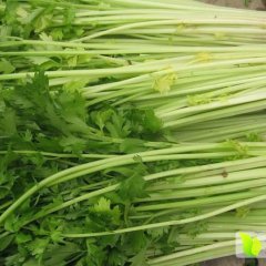 东昌府芹菜火热上市,于集老梁诚信合作