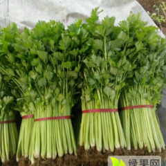 山东沂南芹菜基地11月带根玻璃翠芹菜