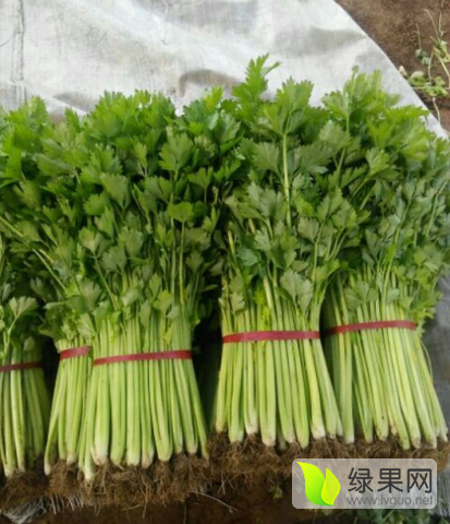 2016年山东沂南带根玻璃翠芹菜价格