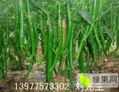 博白辣椒线椒株高57厘米，株幅65厘米