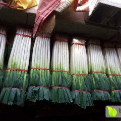 安丘大葱货源充足 常年不断