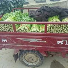 新野城郊李军伟12月皇妃芹菜