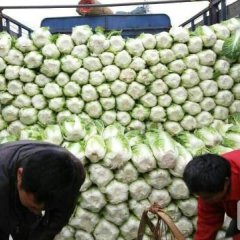 湖南岳阳大量供应大白菜