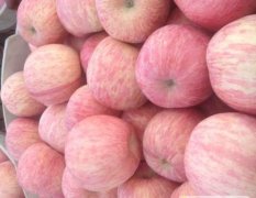 山东烟台栖霞圣泉山生态果园优质红富士苹果