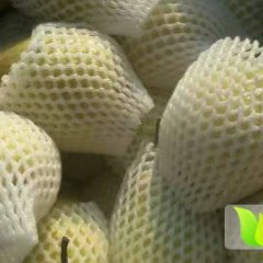 河北泊头鸭梨冷库储存热销中