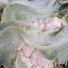 湖北天门银冠菜花菜品优秀，个体均匀