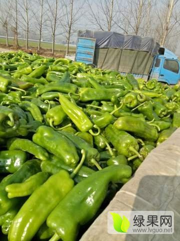 2016年河南夏邑线椒价格
