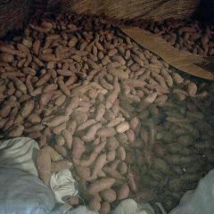 山东紫罗兰紫薯，三两以上通货