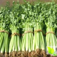 沂南辛集谢吉丰1月玻璃翠芹菜