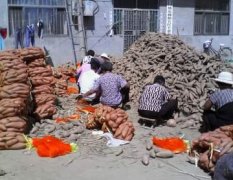 2016夏津红薯 大型地窖几百个